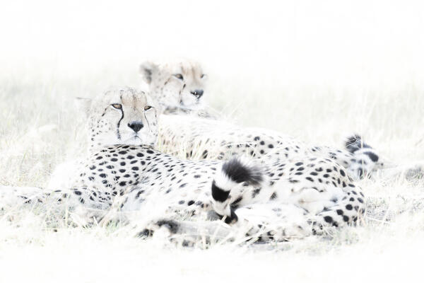 Cheetas in the Maasaimara, Kenya