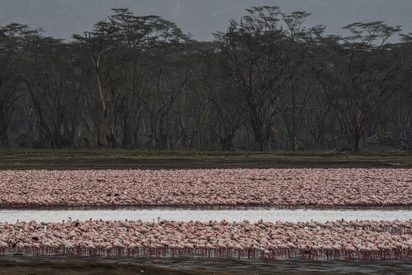 Lesser flamingos in Lake Nakuru, Kenya
