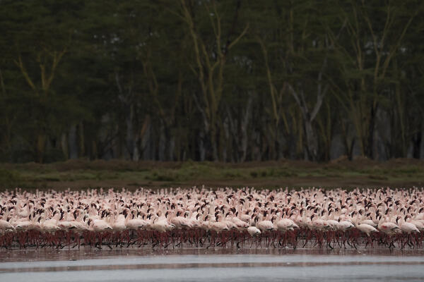 Lesser flamingos in Lake Nakuru, Kenya
