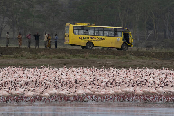 A schoolbus passing next to a thick flock of Lesser flamingos in Lake Nakuru, Kenya
