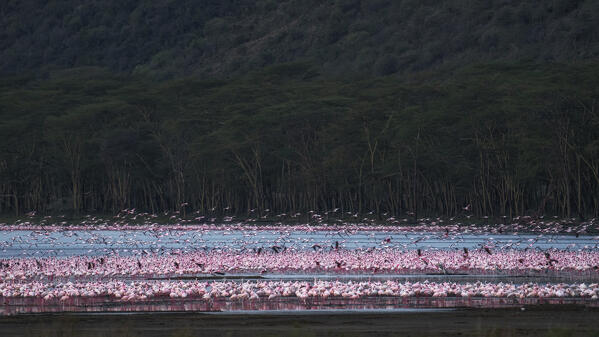 Lesser flamingos in Lake Nakuru, Kenya
