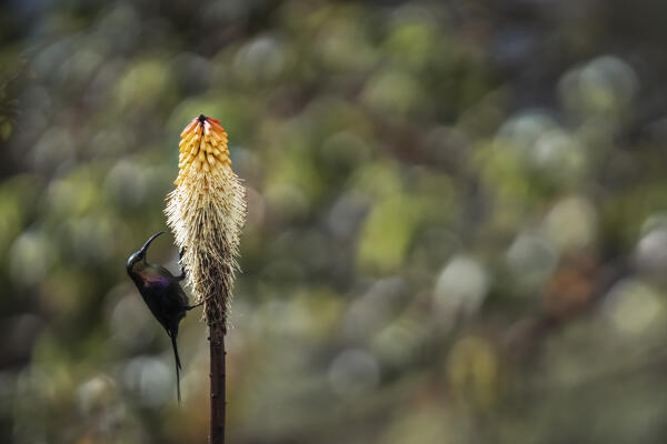 Tacazze sunbird (Nectarinia tacazze) in Dinsho, Bale Mountains National Park.
