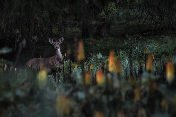Female Cape bushbuck (Tragelaphus sylvaticus), also known as imbabala, Bale Mountains National Park, Ethiopia.
