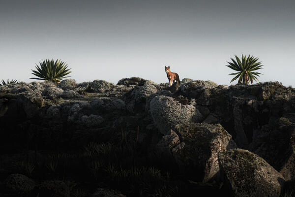 Ethiopian wolf (Canis simensis),also called the Simien jackal and Simien fox, Bale Mountains National Park, Ethiopia.
