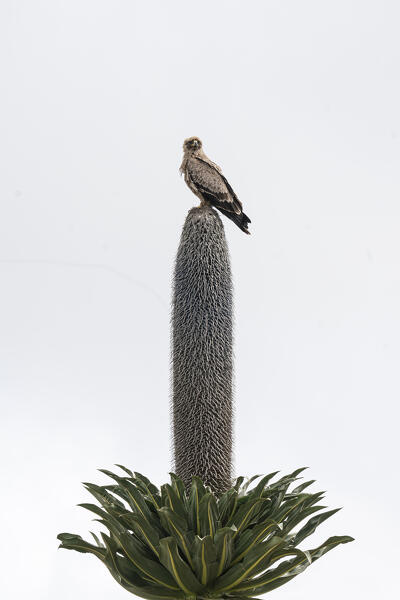 tawny eagle (Aquila rapax) on top of a giant lobelia in Bale Mountains National Park, Ethiopia.
