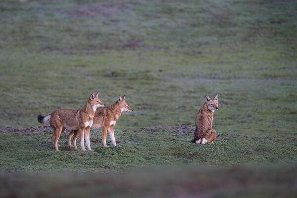 Ethiopian wolf (Canis simensis),also called the Simien jackal and Simien fox, Bale Mountains National Park, Ethiopia.
