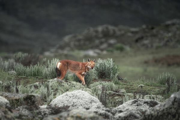 Ethiopian wolf (Canis simensis),also called the Simien jackal and Simien fox, Bale Mountains National Park, Ethiopia.
