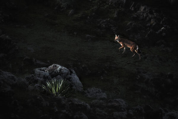 Ethiopian wolf (Canis simensis),also called the Simien jackal and Simien fox, Bale Mountains National Park, Ethiopia.
