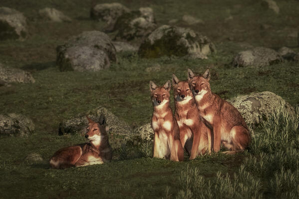 A pack of Ethiopian wolf (Canis simensis),also called the Simien jackal and Simien fox, Bale Mountains National Park, Ethiopia.
