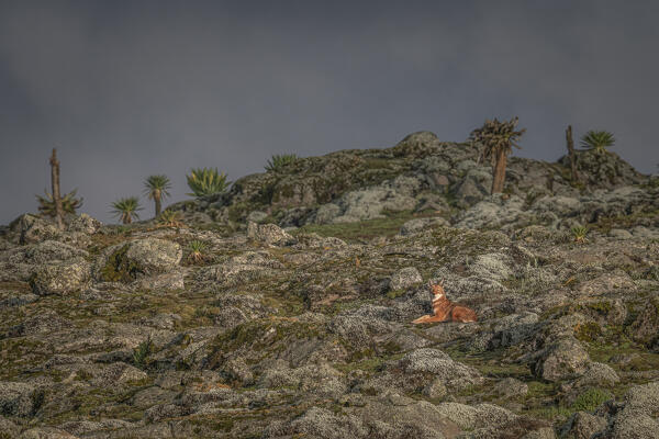 Ethiopian wolf (Canis simensis),also called the Simien jackal and Simien fox, Bale Mountains National Park, Ethiopia.
