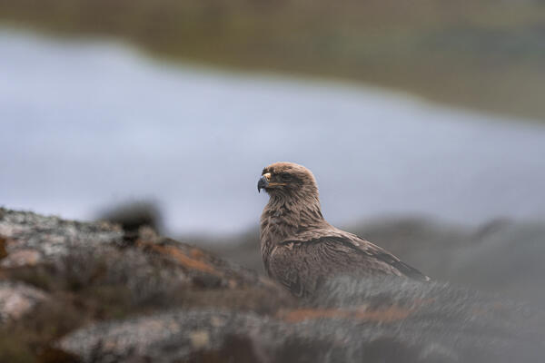 tawny eagle (Aquila rapax) in Bale Mountains National Park, Ethiopia.
