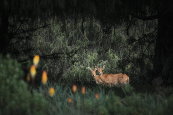bohor reedbuck (Redunca redunca), in Bale Mountains National Park, Ethiopia.
