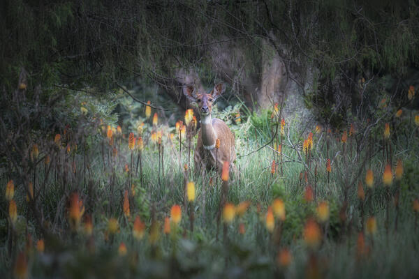 mountain nyala (Tragelaphus buxtoni) or balbok,Bale Mountains National Park, Ethiopia.
