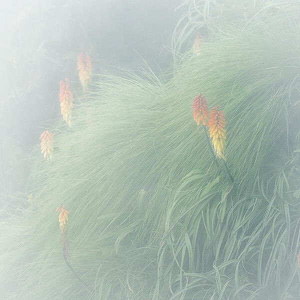 Kniphofia flowers in Simien mountains, ethiopia