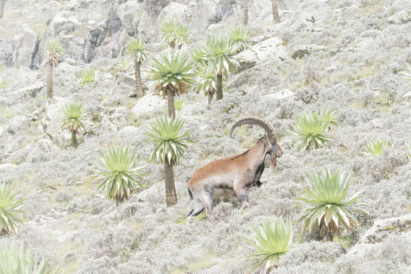 Walia ibex in simien mountains national park, ethiopia
