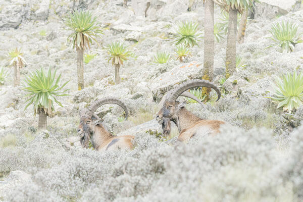 Walia ibex in simien mountains national park, ethiopia
