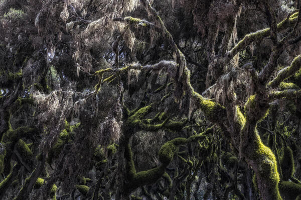 Harenna forest in Bale Mountains National Park, Ethiopia.

