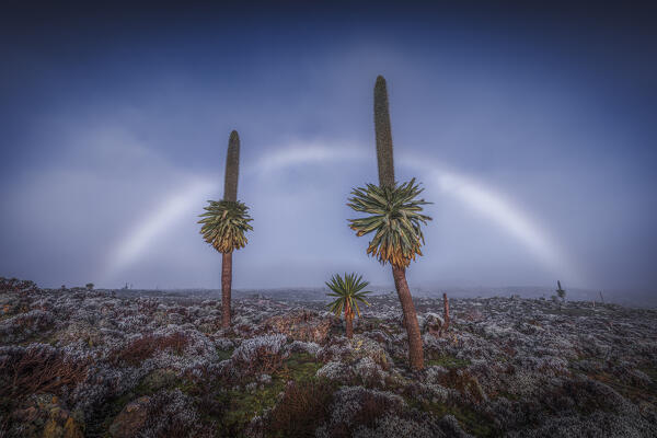 Fogbow on giant lobelias in Bale Mountains National Park, Ethiopia.