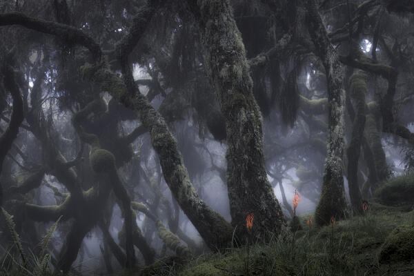 Harenna forest in Bale Mountains National Park, Ethiopia.
