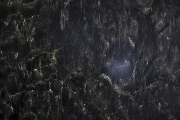 Harenna forest in Bale Mountains National Park, Ethiopia.
