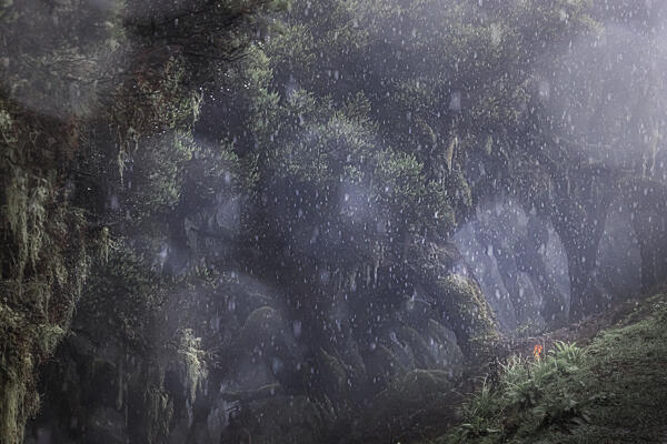 Harenna forest in Bale Mountains National Park, Ethiopia.
