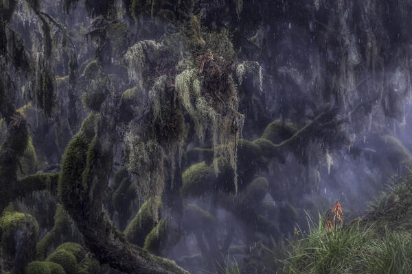 Harenna forest in Bale Mountains National Park, Ethiopia.
