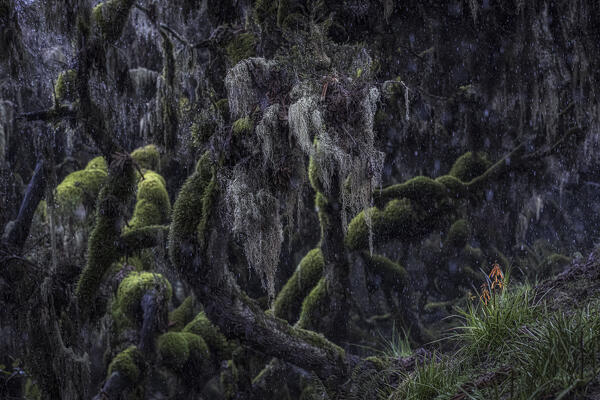 Harenna forest in Bale Mountains National Park, Ethiopia.
