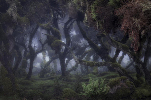 Harenna forest in Bale Mountains National Park, Ethiopia.
