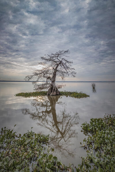 Lonely cypress in Lake Fausse Pointe, Louisiana