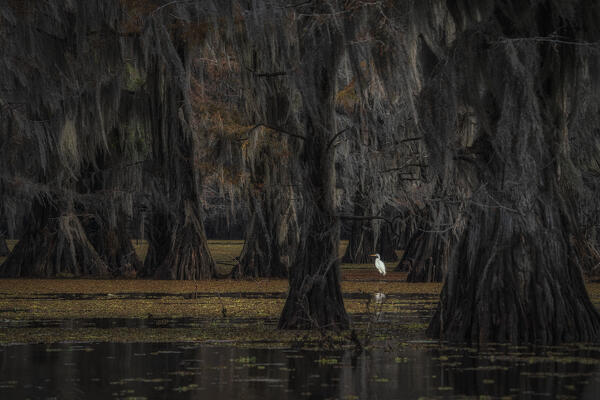 great egret in Caddo Lake, Texas