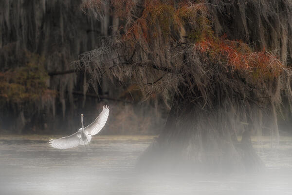 great egret in Caddo Lake, Texas