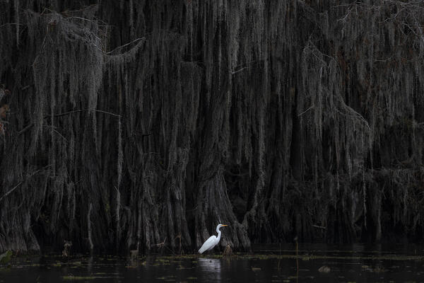 great egret in Caddo Lake, Texas