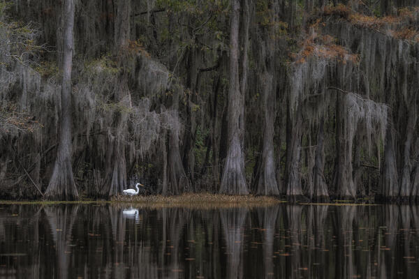 great egret in Caddo Lake, Texas