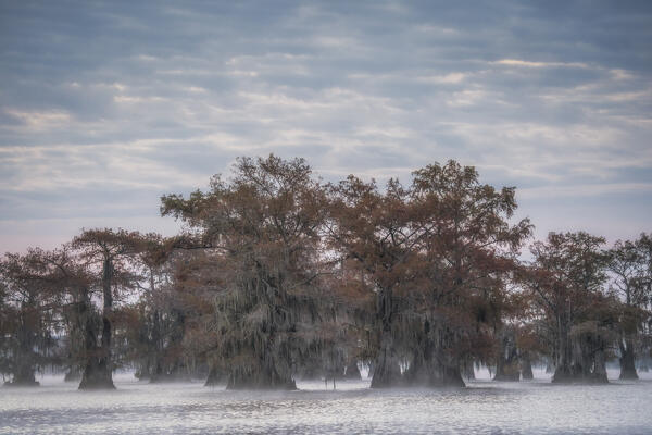 Bald cypress in autumn colors in Caddo Lake, Texas