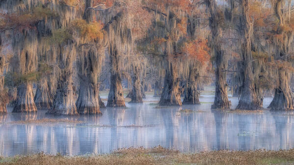 Bald cypress in autumn colors in Caddo Lake, Texas