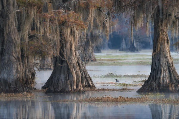 Bald cypress in autumn colors in Caddo Lake, Texas