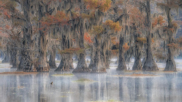 Bald cypress in autumn colors in Caddo Lake, Texas