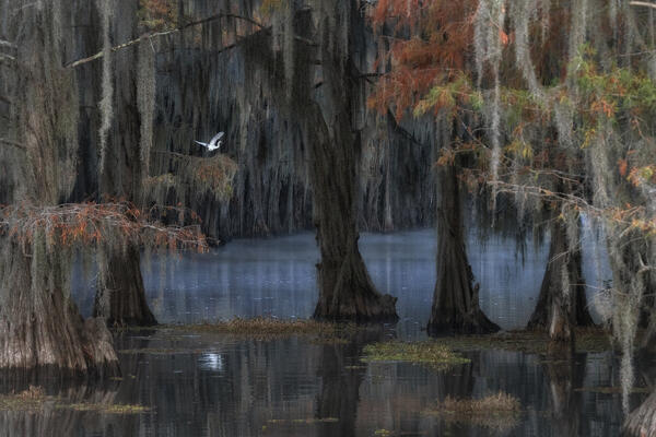 great egret in Caddo Lake, Texas