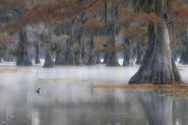 Bald cypress in autumn colors in Caddo Lake, Texas