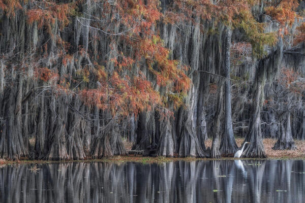 great egret in Caddo Lake, Texas