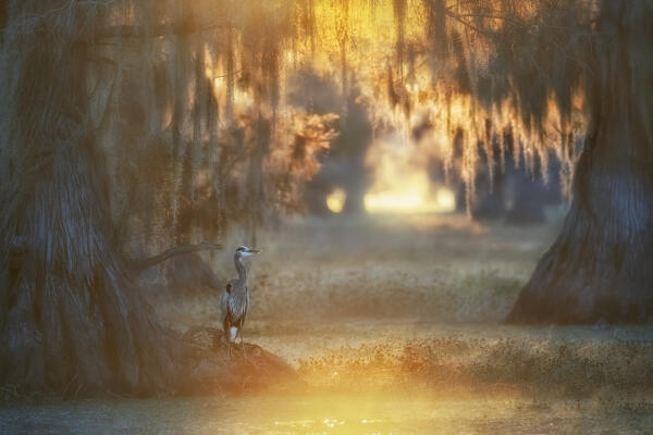 great blue heron (Ardea herodias) in Lake Martin, Louisiana