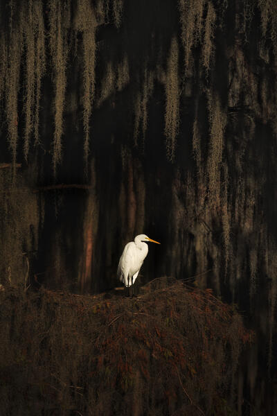 great egret in Caddo Lake, Texas