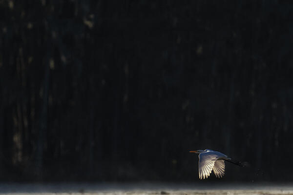 great egret in Caddo Lake, Texas