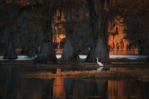 great egret in Caddo Lake, Texas