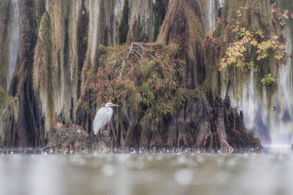 great egret in Caddo Lake, Texas