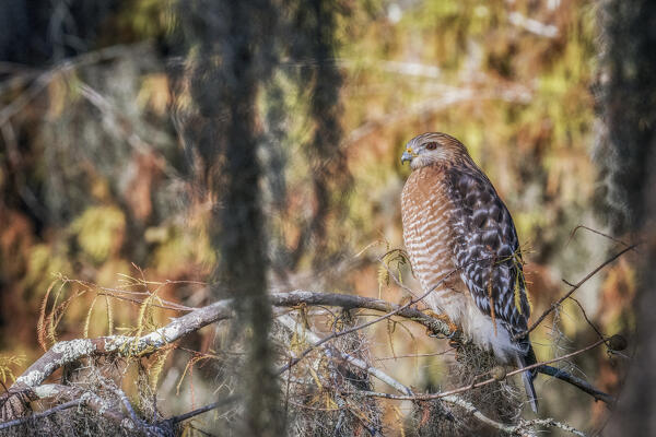 red-shouldered hawk (Buteo lineatus) in Lake Martin, Louisiana