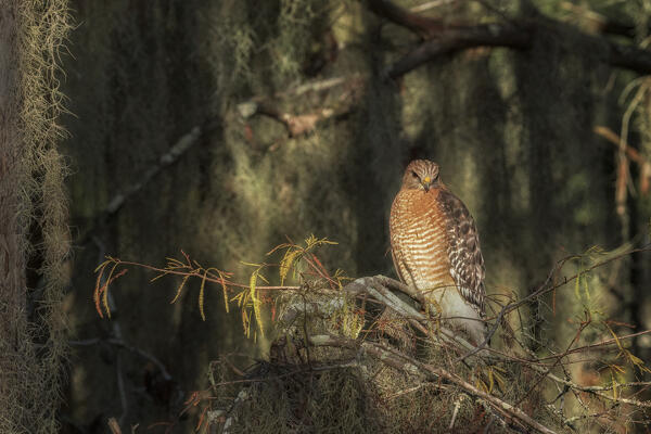 red-shouldered hawk (Buteo lineatus) in Lake Martin, Louisiana