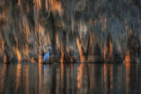 great blue heron (Ardea herodias) in Lake Martin, Louisiana