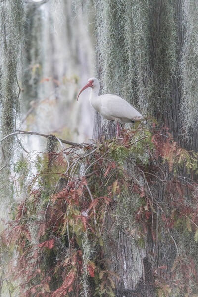 American white ibis (Eudocimus albus) in Lake Martin, Louisiana