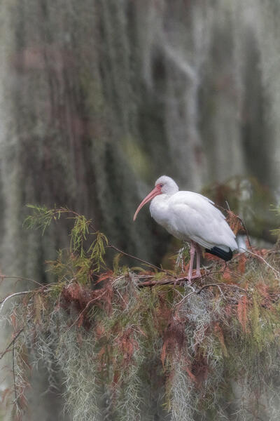 American white ibis (Eudocimus albus) in Lake Martin, Louisiana